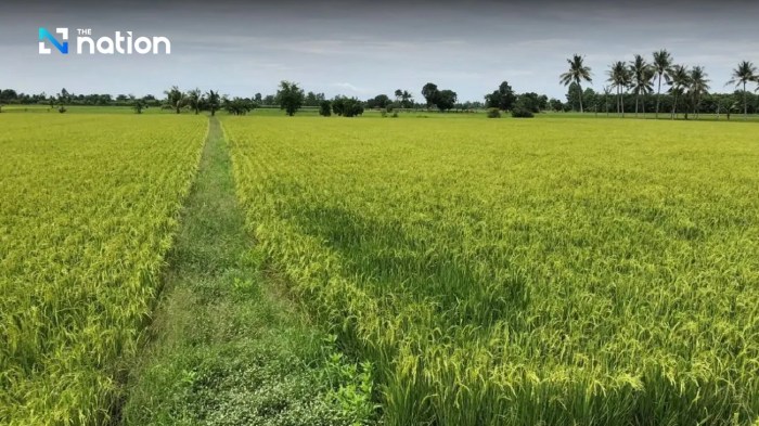 Rising costs, sinking incomes: Farmers struggle as white rice prices ... Harga Beras Naik Lagi, Petani Keluhkan Distribusi